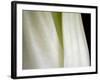 Bok Choy II-Jim Christensen-Framed Photographic Print