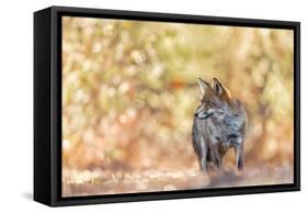 Bokeh Fox-Henrik Spranz-Framed Stretched Canvas