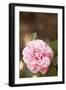 Bokeh Rose I-Karyn Millet-Framed Premium Photographic Print