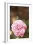 Bokeh Rose I-Karyn Millet-Framed Premium Photographic Print