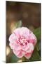 Bokeh Rose I-Karyn Millet-Mounted Premium Photographic Print