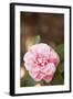 Bokeh Rose I-Karyn Millet-Framed Photographic Print