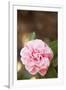 Bokeh Rose I-Karyn Millet-Framed Photographic Print