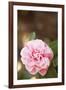 Bokeh Rose I-Karyn Millet-Framed Photographic Print