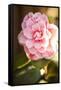 Bokeh Rose II-Karyn Millet-Framed Stretched Canvas