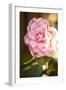 Bokeh Rose II-Karyn Millet-Framed Premium Photographic Print