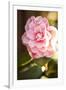 Bokeh Rose II-Karyn Millet-Framed Photographic Print