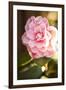 Bokeh Rose II-Karyn Millet-Framed Photographic Print