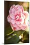 Bokeh Rose II-Karyn Millet-Mounted Photographic Print