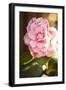 Bokeh Rose II-Karyn Millet-Framed Photographic Print