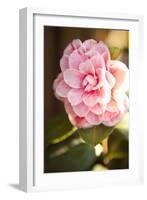 Bokeh Rose II-Karyn Millet-Framed Photographic Print