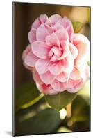 Bokeh Rose II-Karyn Millet-Mounted Photographic Print