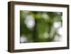 Bokeh, Whitewater Memorial State Park, Indiana, USA.-Anna Miller-Framed Photographic Print