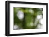 Bokeh, Whitewater Memorial State Park, Indiana, USA.-Anna Miller-Framed Photographic Print