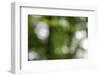 Bokeh, Whitewater Memorial State Park, Indiana, USA.-Anna Miller-Framed Photographic Print