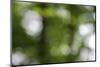 Bokeh, Whitewater Memorial State Park, Indiana, USA.-Anna Miller-Mounted Photographic Print