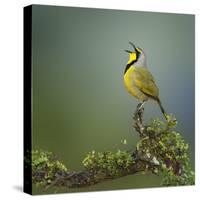 Bokmakierie Bird Calling - Telophorus Zeylonus - South Africa-Johan Swanepoel-Stretched Canvas