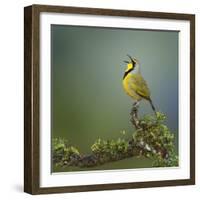 Bokmakierie Bird Calling - Telophorus Zeylonus - South Africa-Johan Swanepoel-Framed Photographic Print