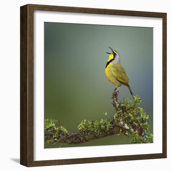 Bokmakierie Bird Calling - Telophorus Zeylonus - South Africa-Johan Swanepoel-Framed Photographic Print