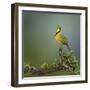 Bokmakierie Bird Calling - Telophorus Zeylonus - South Africa-Johan Swanepoel-Framed Photographic Print