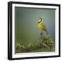 Bokmakierie Bird Calling - Telophorus Zeylonus - South Africa-Johan Swanepoel-Framed Photographic Print