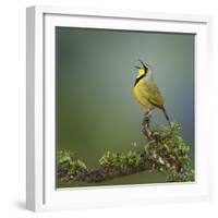 Bokmakierie Bird Calling - Telophorus Zeylonus - South Africa-Johan Swanepoel-Framed Photographic Print