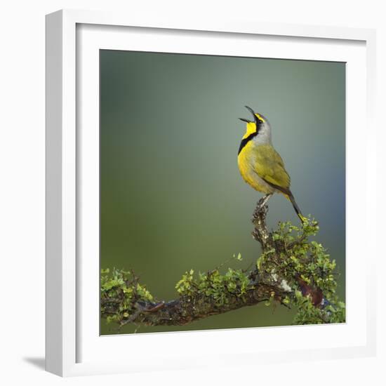 Bokmakierie Bird Calling - Telophorus Zeylonus - South Africa-Johan Swanepoel-Framed Photographic Print