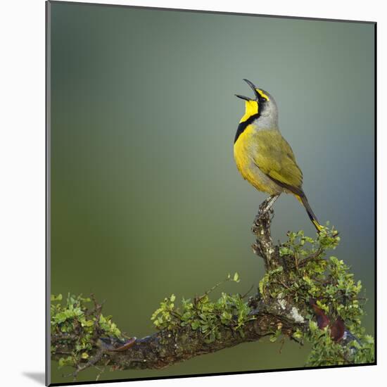 Bokmakierie Bird Calling - Telophorus Zeylonus - South Africa-Johan Swanepoel-Mounted Photographic Print