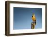 Bokmakierie Bird Calling - Telophorus Zeylonus - South Africa-Johan Swanepoel-Framed Photographic Print