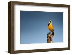 Bokmakierie Bird Calling - Telophorus Zeylonus - South Africa-Johan Swanepoel-Framed Photographic Print