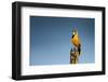 Bokmakierie Bird Calling - Telophorus Zeylonus - South Africa-Johan Swanepoel-Framed Photographic Print