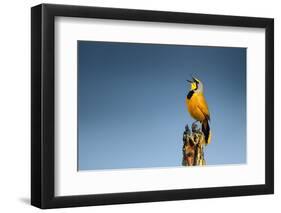 Bokmakierie Bird Calling - Telophorus Zeylonus - South Africa-Johan Swanepoel-Framed Photographic Print