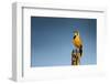 Bokmakierie Bird Calling - Telophorus Zeylonus - South Africa-Johan Swanepoel-Framed Photographic Print