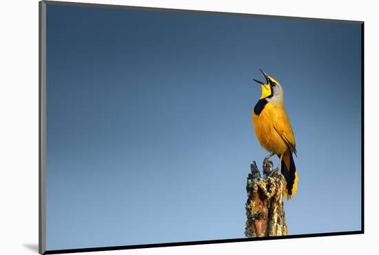 Bokmakierie Bird Calling - Telophorus Zeylonus - South Africa-Johan Swanepoel-Mounted Photographic Print