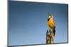 Bokmakierie Bird Calling - Telophorus Zeylonus - South Africa-Johan Swanepoel-Mounted Photographic Print