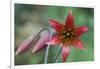 Bolander's Lily-Kevin Schafer-Framed Photographic Print