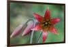 Bolander's Lily-Kevin Schafer-Framed Photographic Print