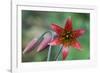 Bolander's Lily-Kevin Schafer-Framed Photographic Print