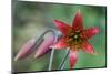 Bolander's Lily-Kevin Schafer-Mounted Photographic Print