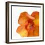 Bold Bloom 2-Kimberly Allen-Framed Art Print