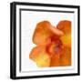 Bold Bloom 2-Kimberly Allen-Framed Art Print