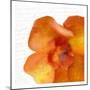 Bold Bloom 2-Kimberly Allen-Mounted Art Print