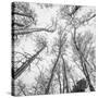 Bold Canopy-Andrew Geiger-Stretched Canvas