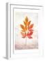 Bold Foliage 1-Kimberly Allen-Framed Art Print