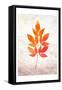 Bold Foliage 1-Kimberly Allen-Framed Stretched Canvas