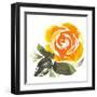 Bold Roses II-Kristy Rice-Framed Art Print