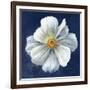 Boldest Bloom I Dark Blue-Danhui Nai-Framed Art Print