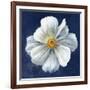 Boldest Bloom I Dark Blue-Danhui Nai-Framed Art Print