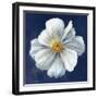 Boldest Bloom I Dark Blue-Danhui Nai-Framed Art Print