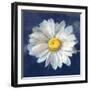 Boldest Bloom II Dark Blue-Danhui Nai-Framed Art Print